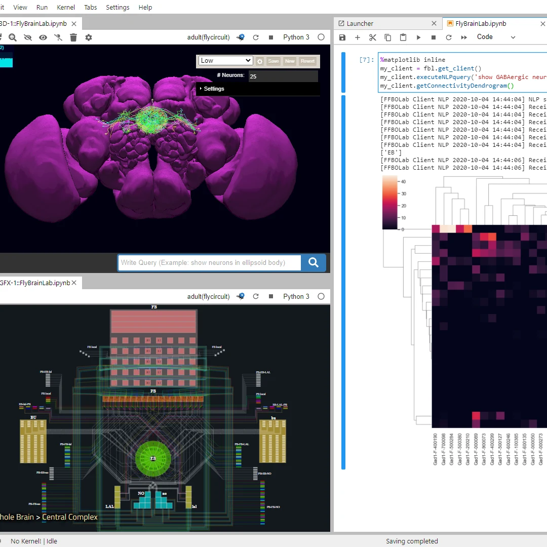 FlyBrainLab graph, simulation, and visualization interface